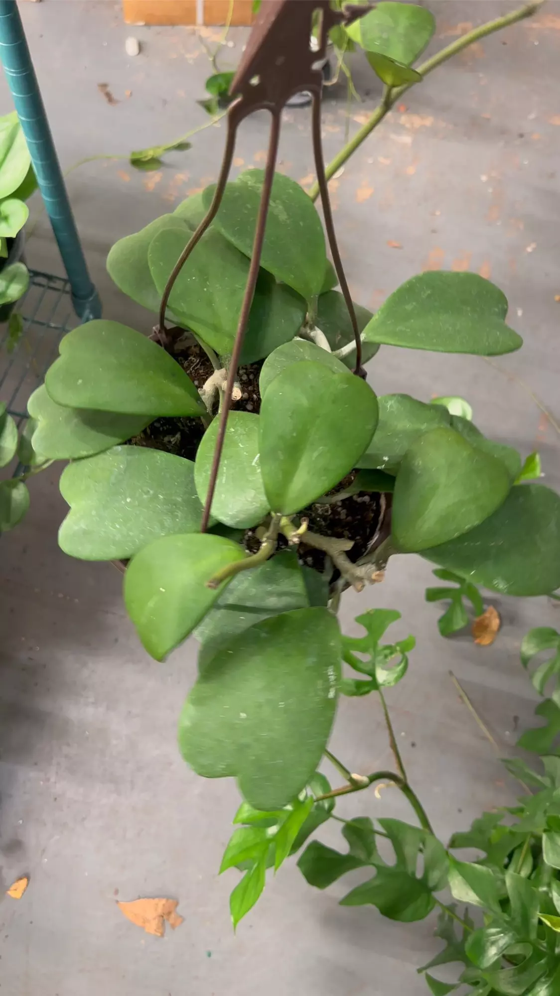 plant/Hoya kerrii 8” pot exact plant -0