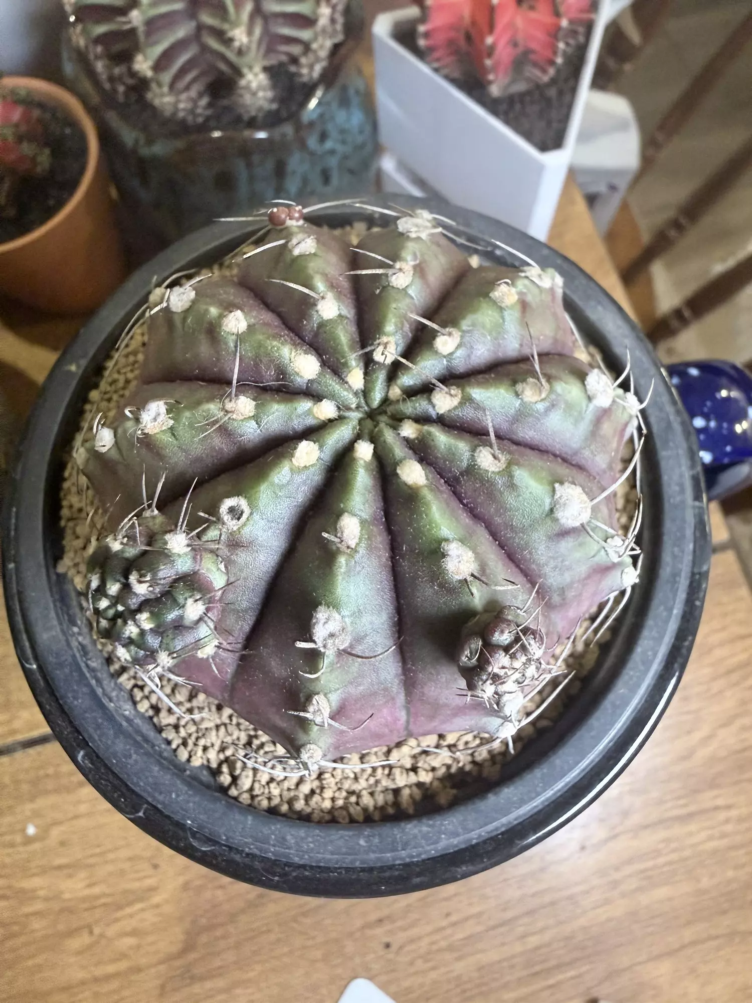 plant/Big Chonky Momma-1