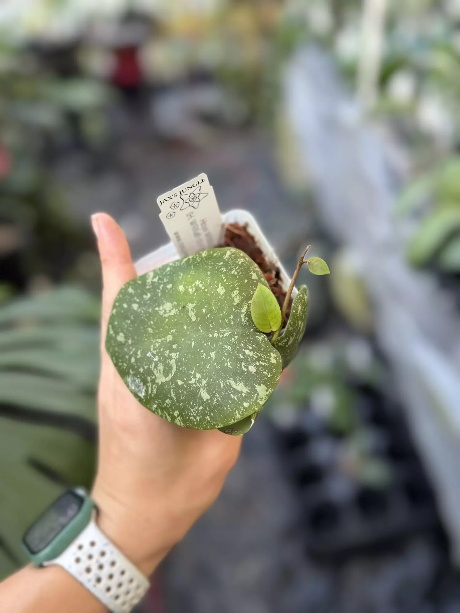 plant/WRX103- 102(Hoya WRX46-11 x Hoya imbricata)-0