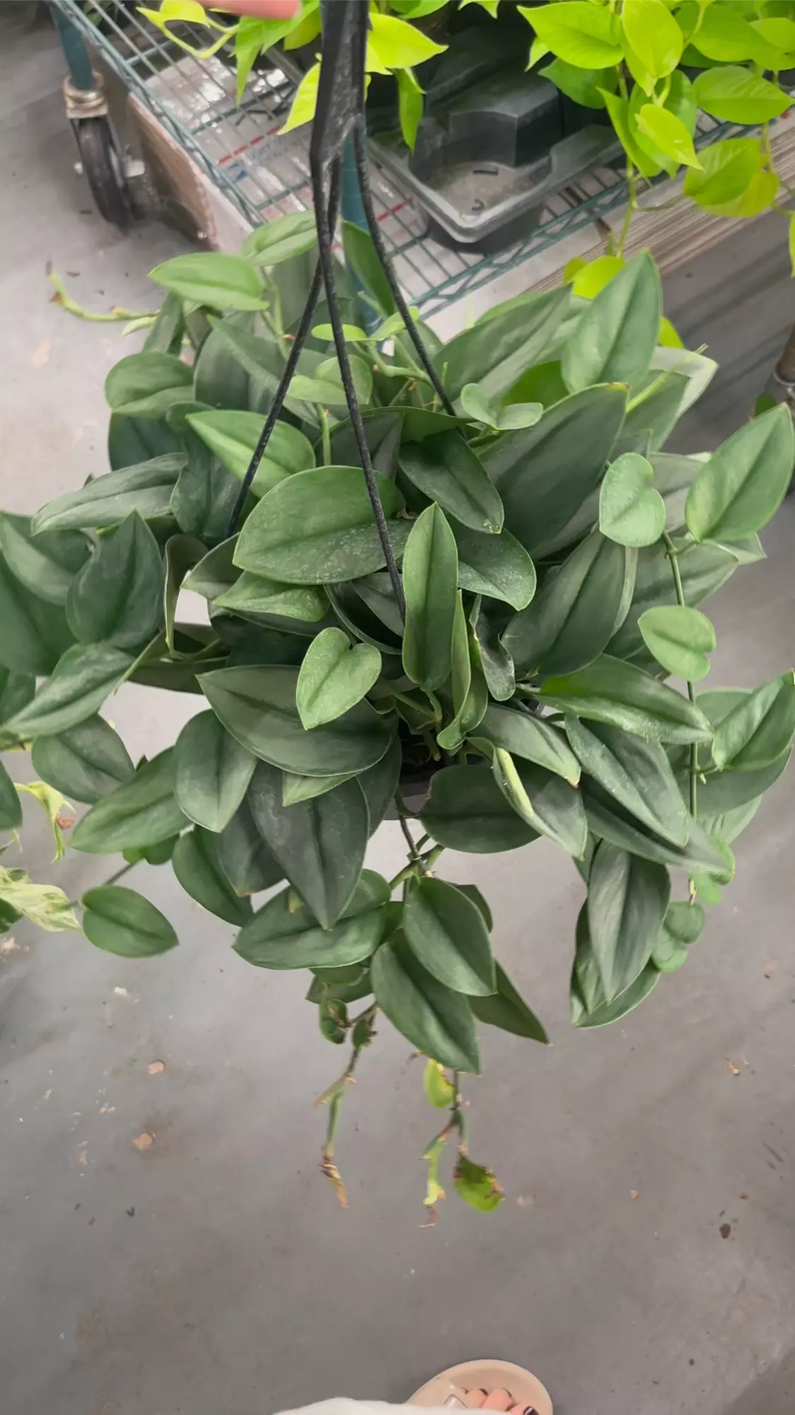 plant/Scindapsus Treubii moonlight 8” pot XL growers choice-0