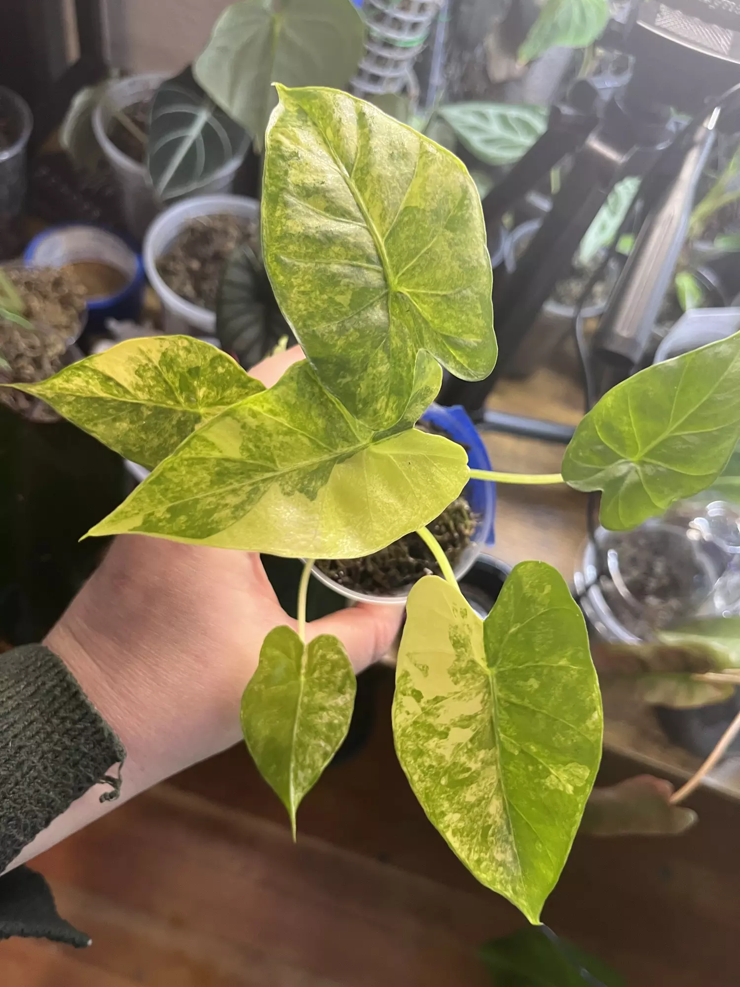plant/Anthurium Gagaena Aurea-1