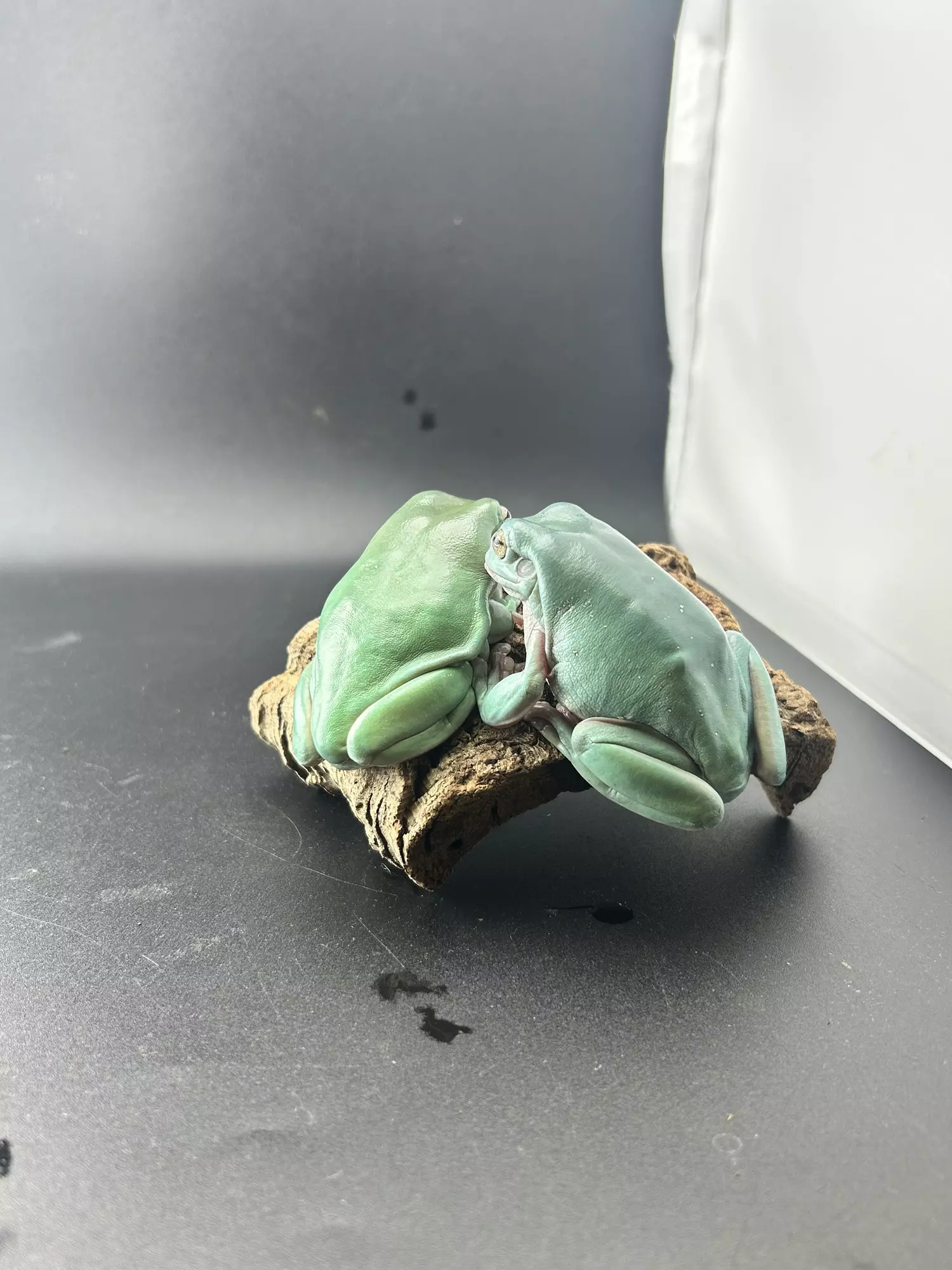 plant/BEAUTIFUL SNOWFLAKE PAIR! Rtb!-1