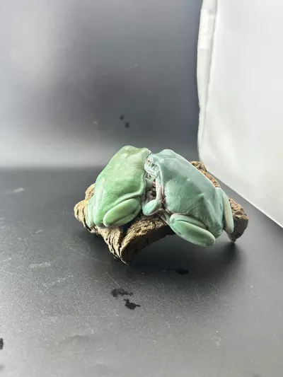 plant/BEAUTIFUL SNOWFLAKE PAIR! Rtb!-1-thumbnail