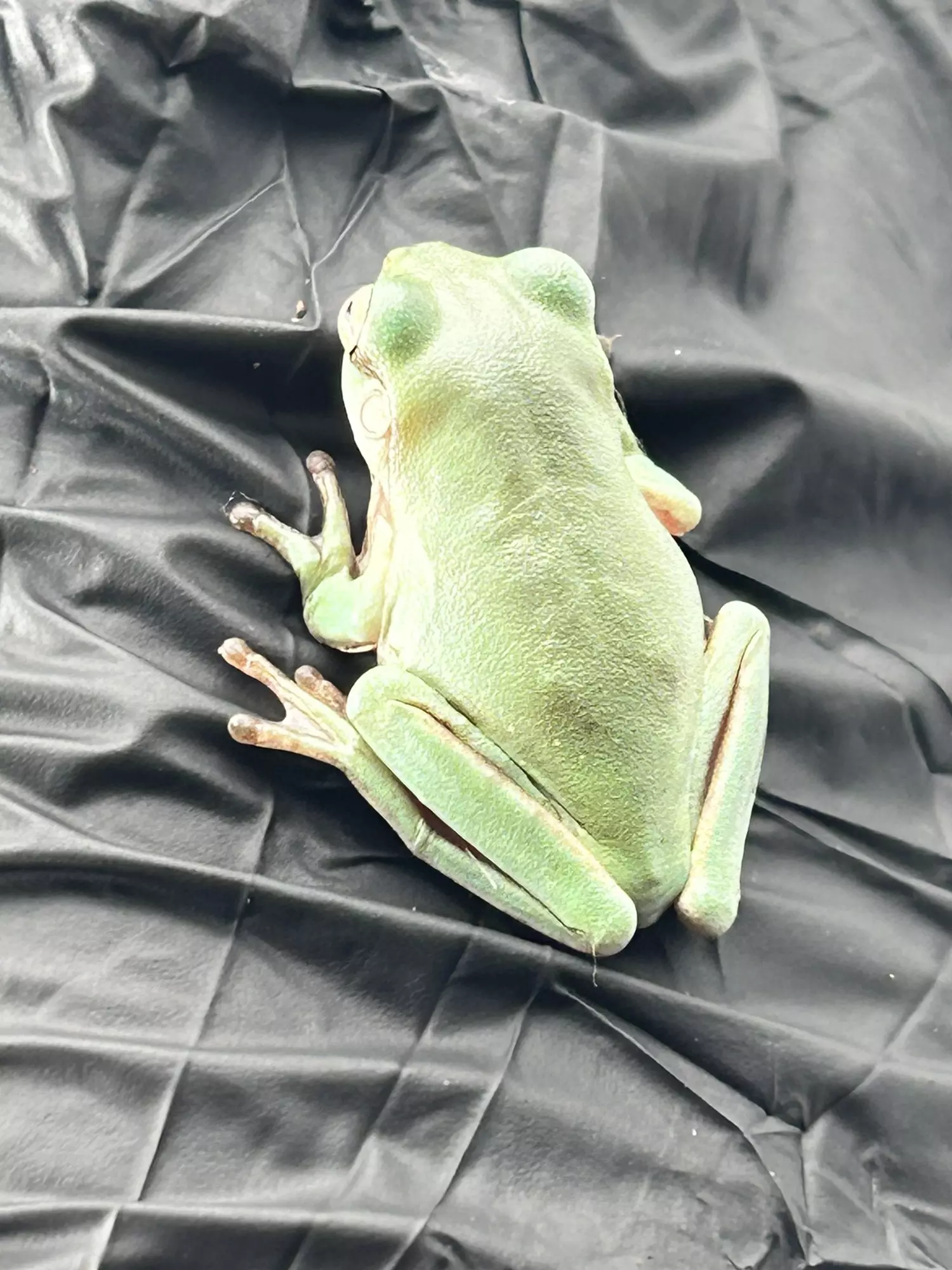 plant/Low expression mainstream camo-2