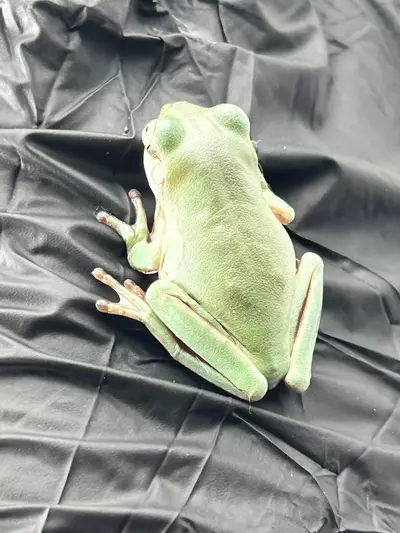 plant/Low expression mainstream camo-2-thumbnail