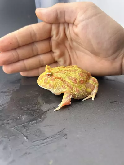 plant/Hold back male pac man! Albino strawberry-1-thumbnail