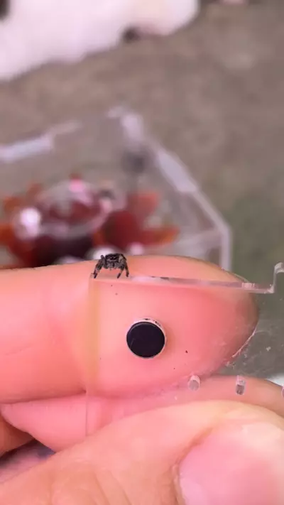 plant/i3-i4 random jumping spider baby-1-thumbnail