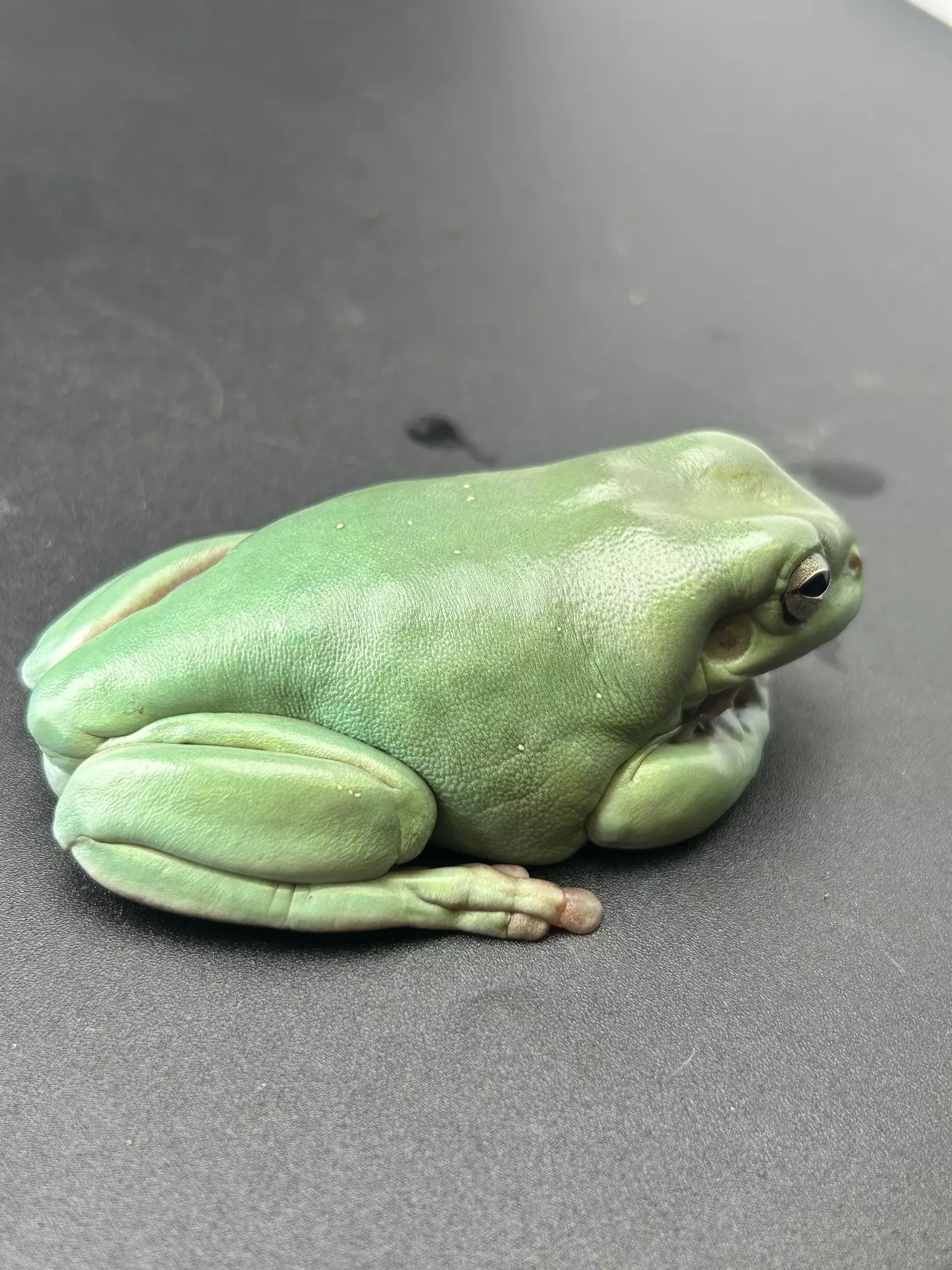 plant/BEAUTIFUL SNOWFLAKE PAIR! Rtb!-4