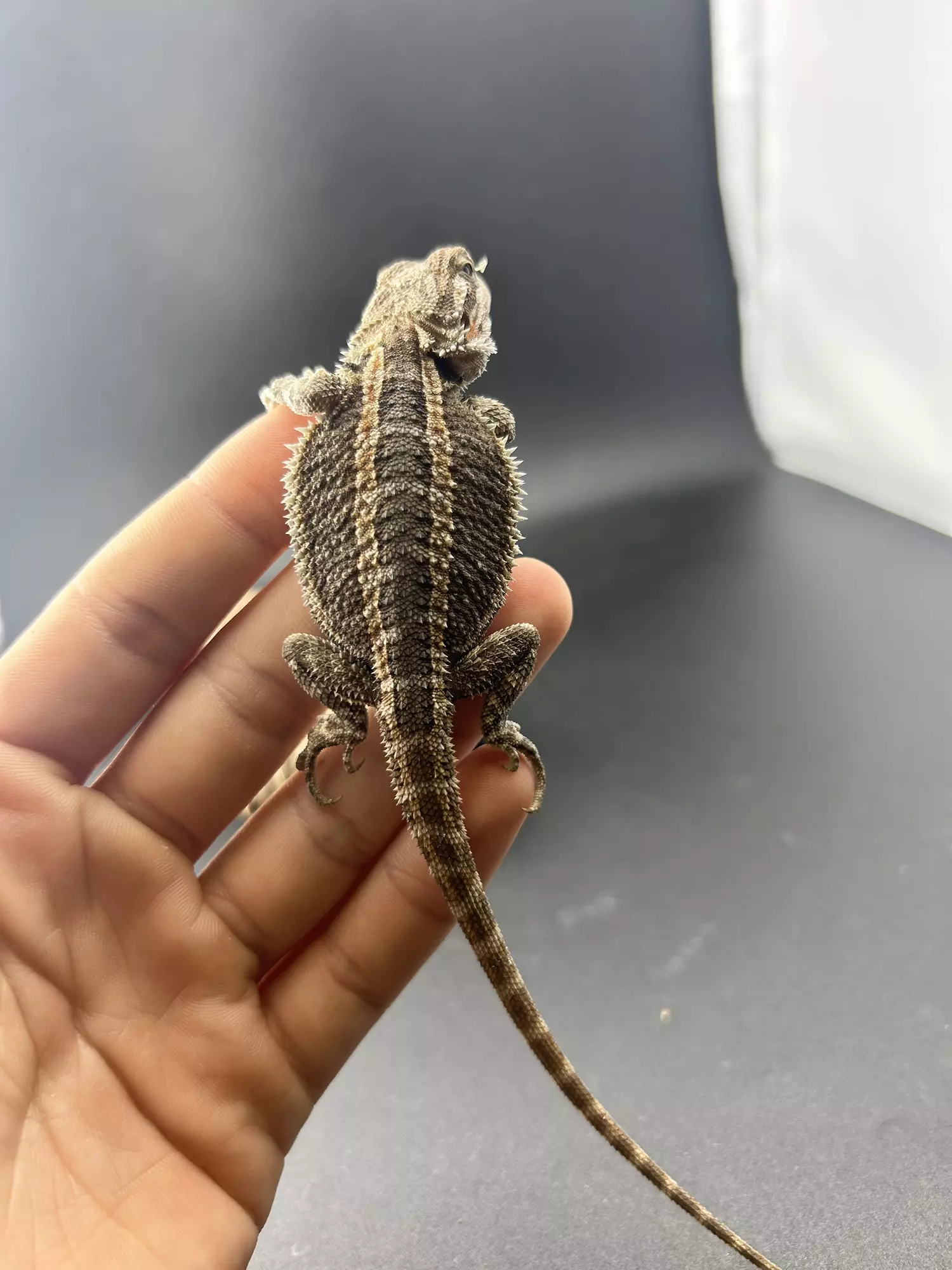 plant/Female genetic stripe-1