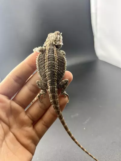 plant/Female genetic stripe-1-thumbnail