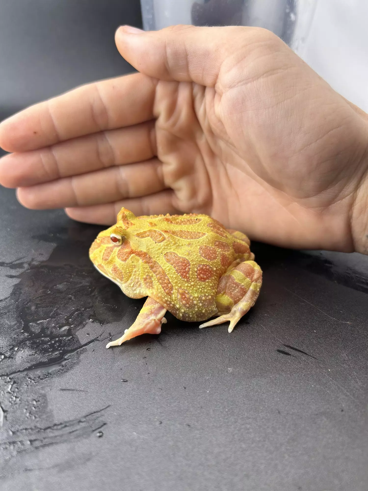 plant/Hold back male pac man! Albino strawberry-0