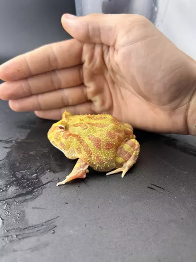 plant/Hold back male pac man! Albino strawberry-0-thumbnail