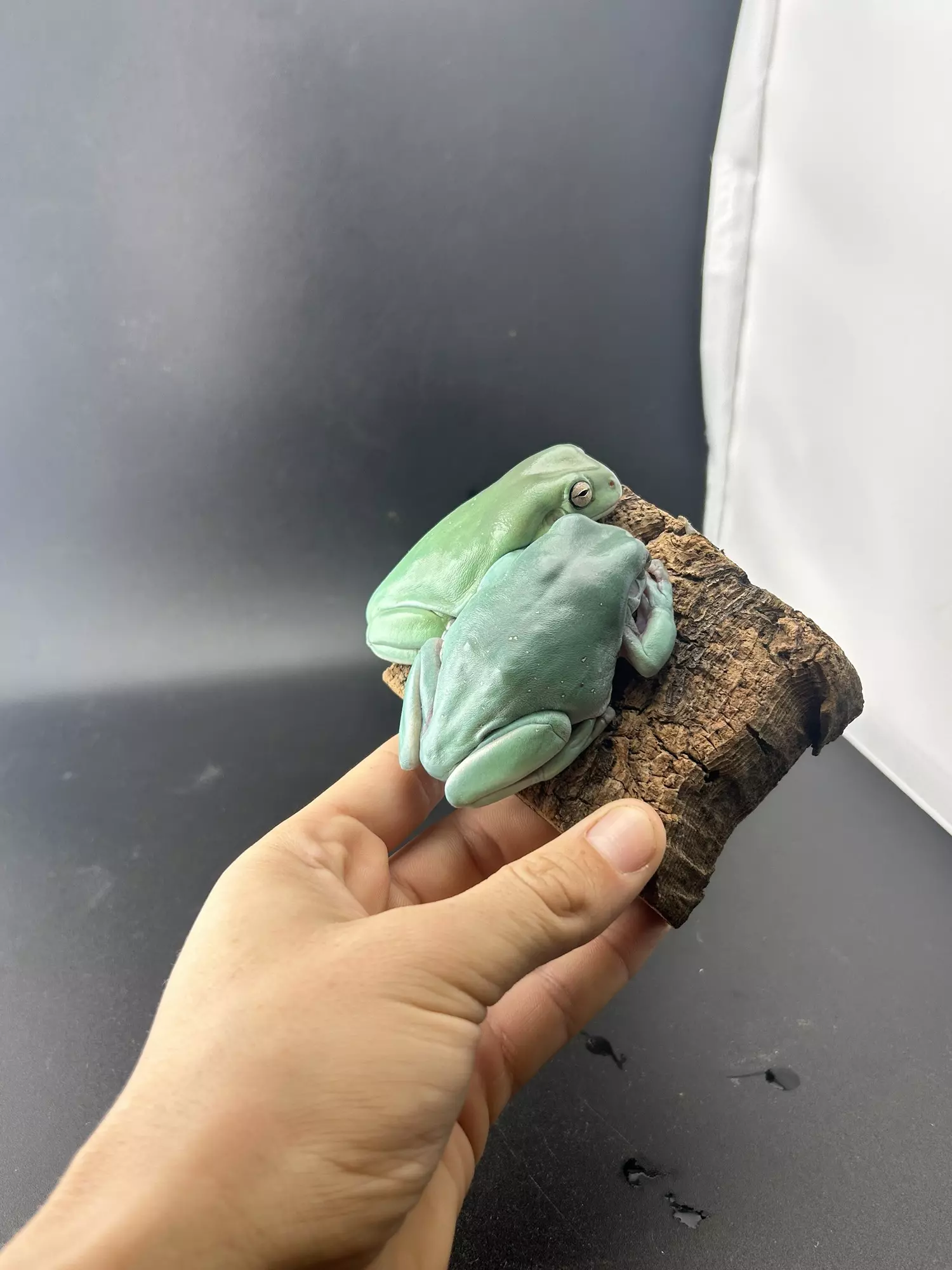 plant/BEAUTIFUL SNOWFLAKE PAIR! Rtb!-0