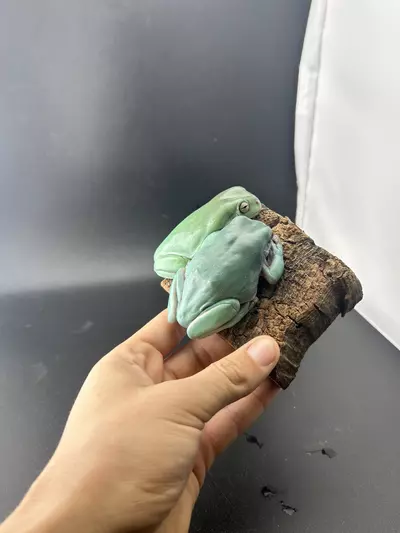 plant/BEAUTIFUL SNOWFLAKE PAIR! Rtb!-0-thumbnail