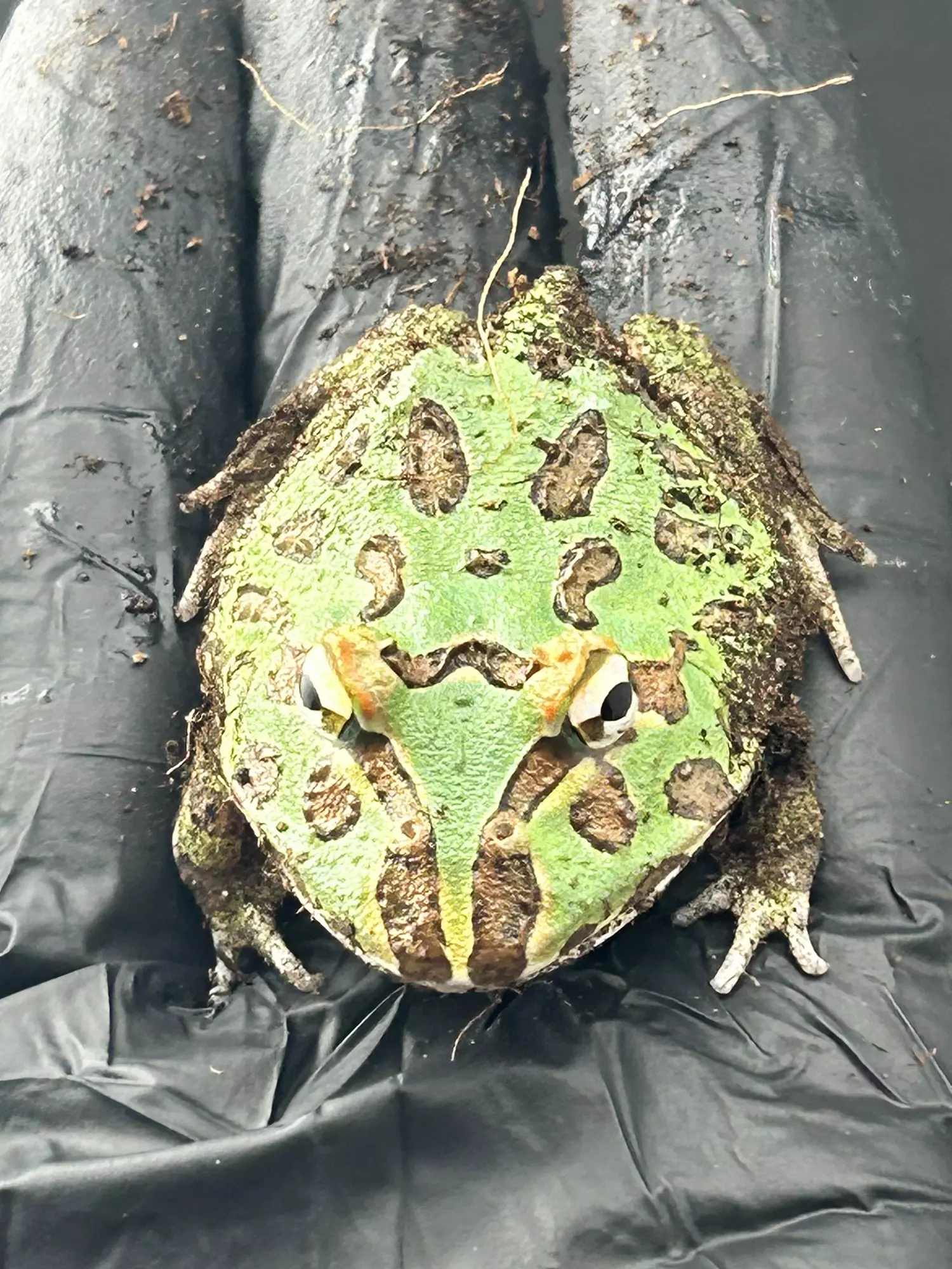 plant/Mint! (Bluish hue in person)-1