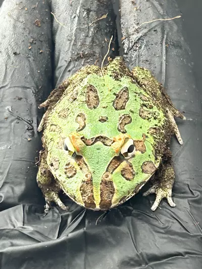 plant/Mint! (Bluish hue in person)-1-thumbnail