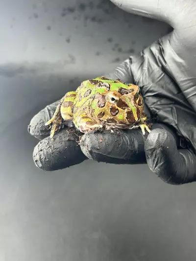 plant/Green pac-0-thumbnail