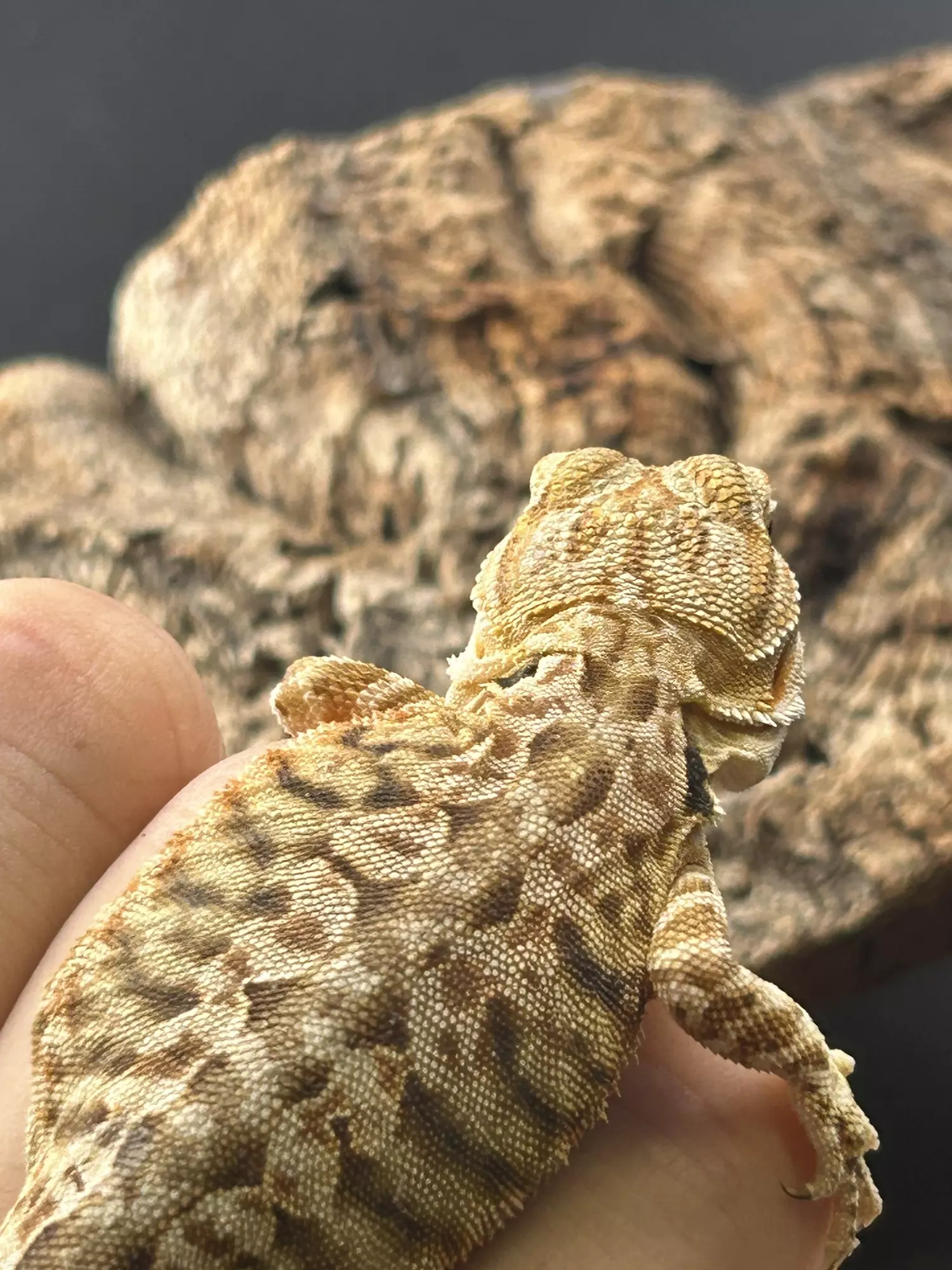 plant/Female leather back tiger cit-0