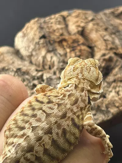 plant/Female leather back tiger cit-0-thumbnail