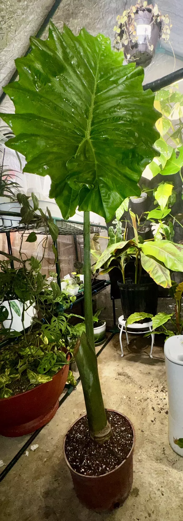 plant/Elephant Ear Corms-1