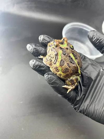 plant/Male pac-2-thumbnail