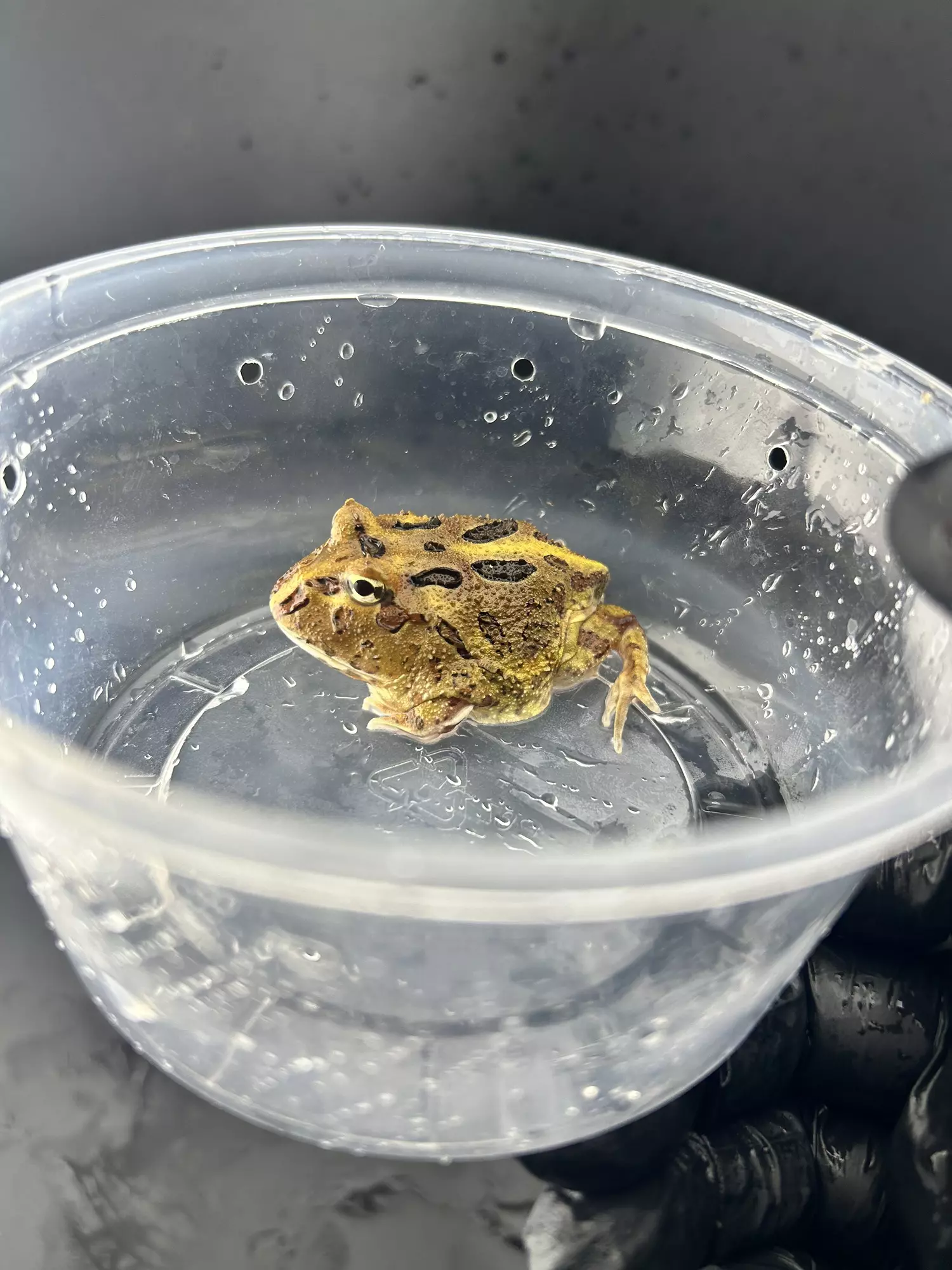 plant/Odd color holdback-0