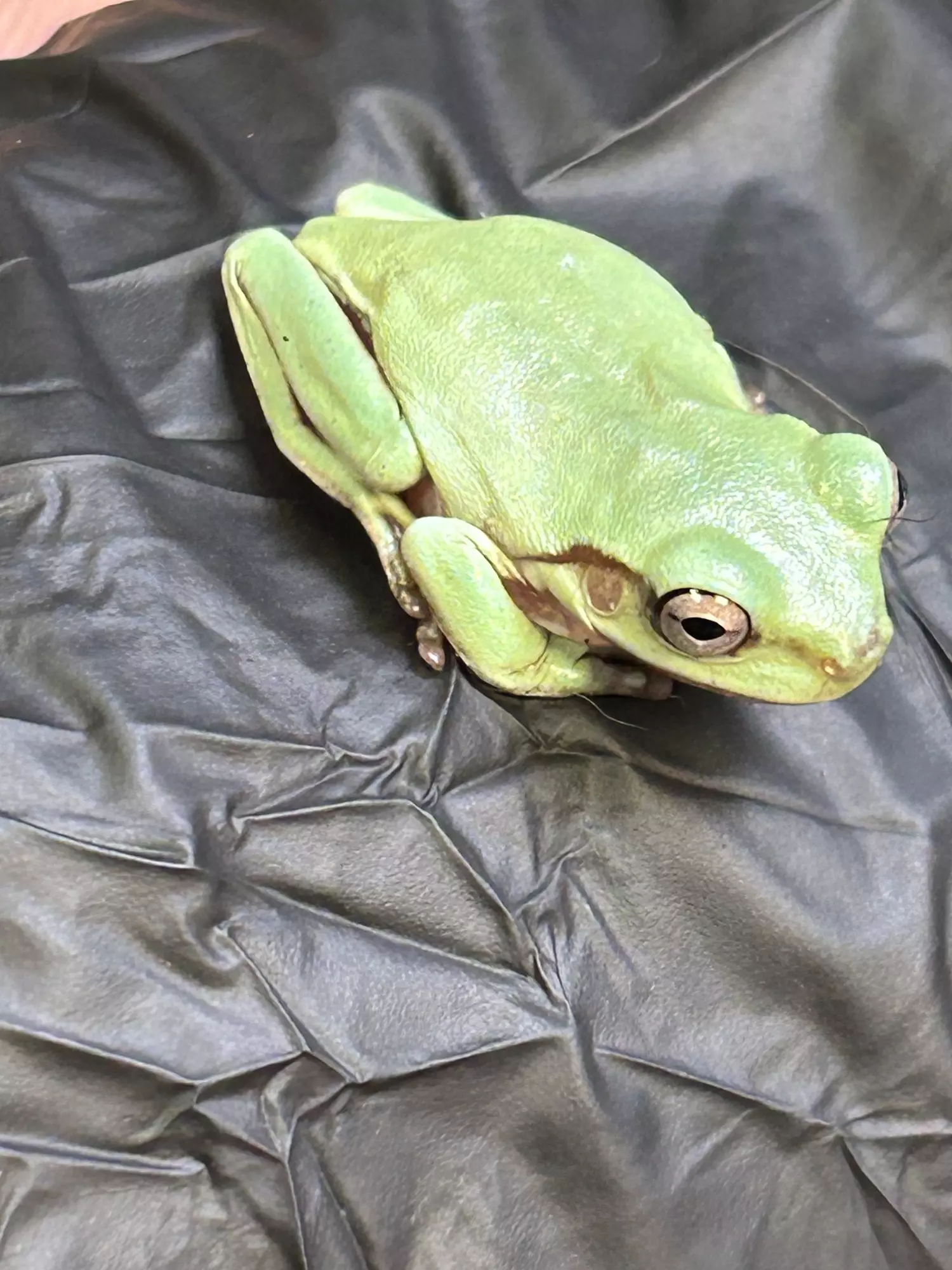 plant/Low expression mainstream camo-1