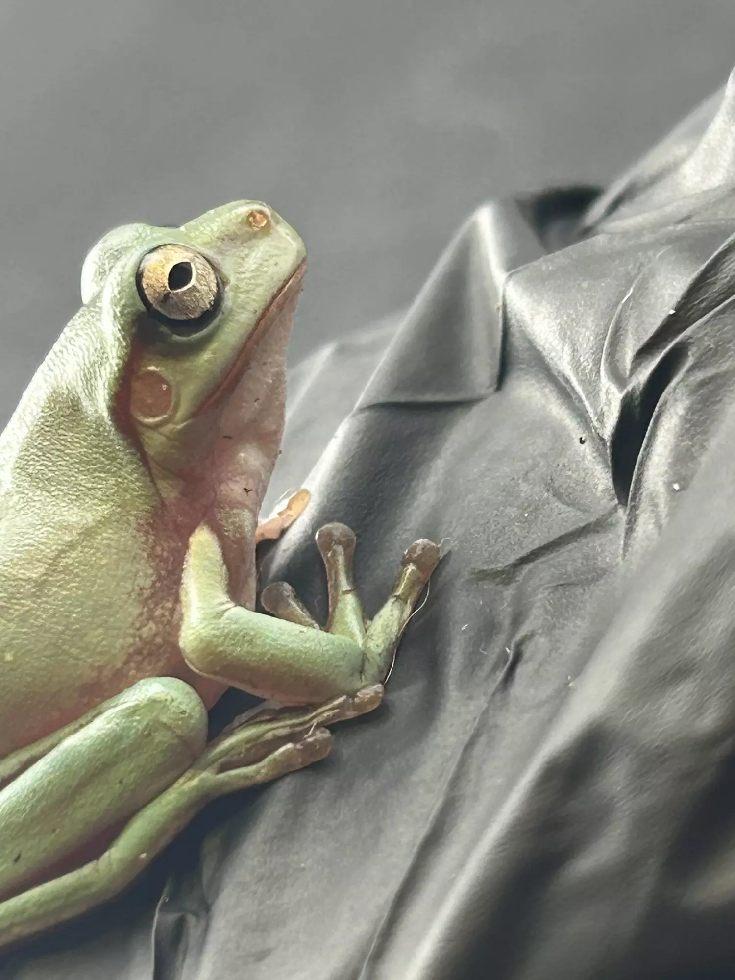 plant/Low expression mainstream camo-0