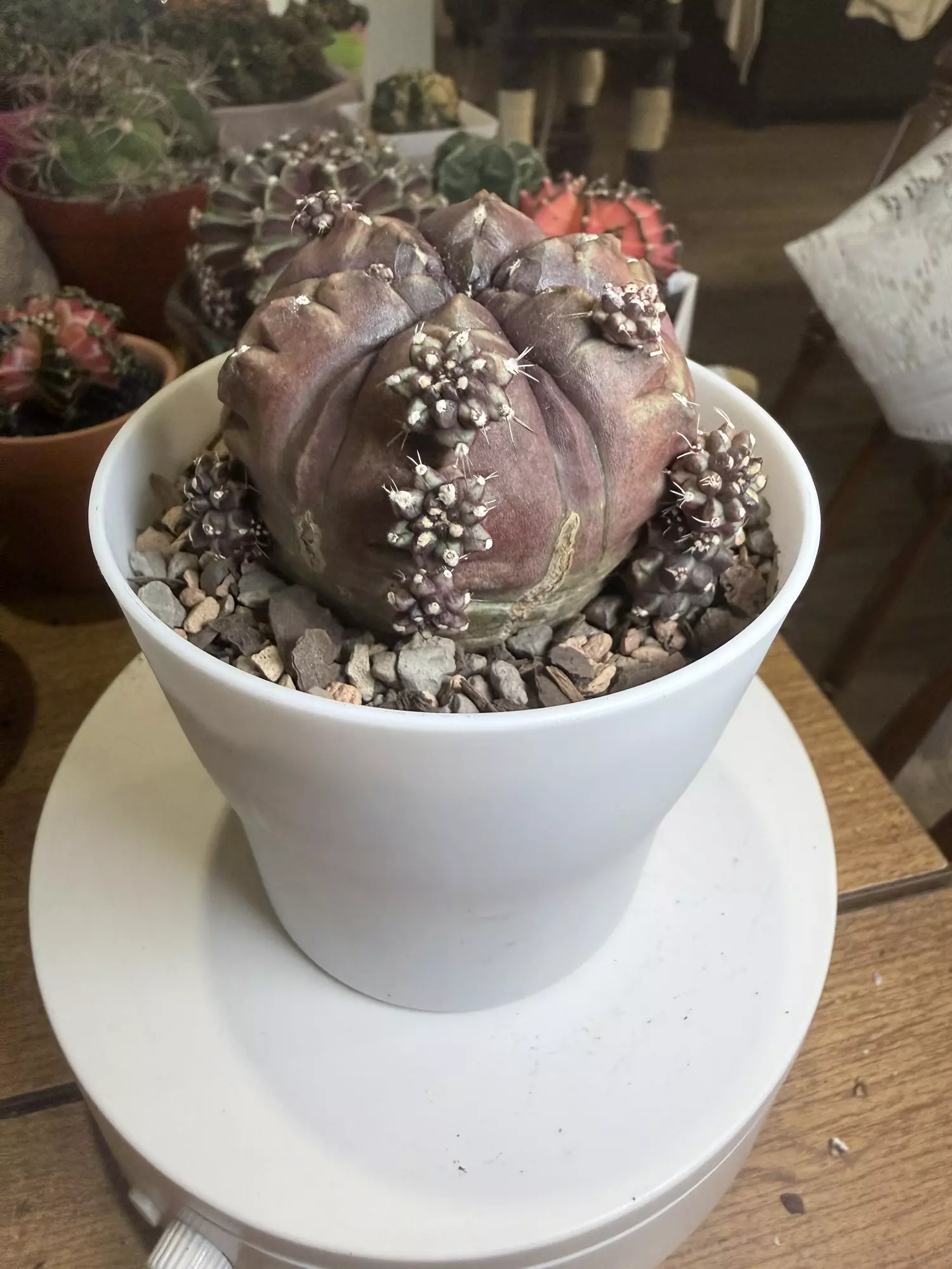 plant/Large Purple Daydream-0