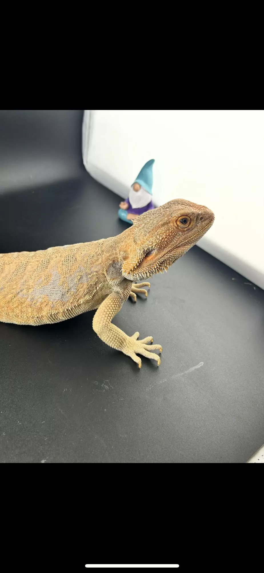 plant/Male citrus hypo leather back blue bar breeder-0