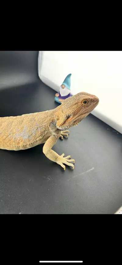 plant/Male citrus hypo leather back blue bar breeder-0-thumbnail