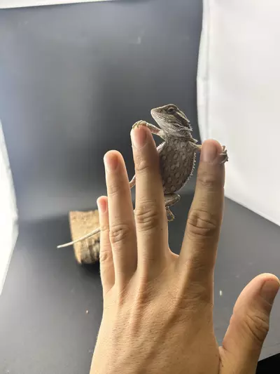 plant/Female genetic stripe-0-thumbnail