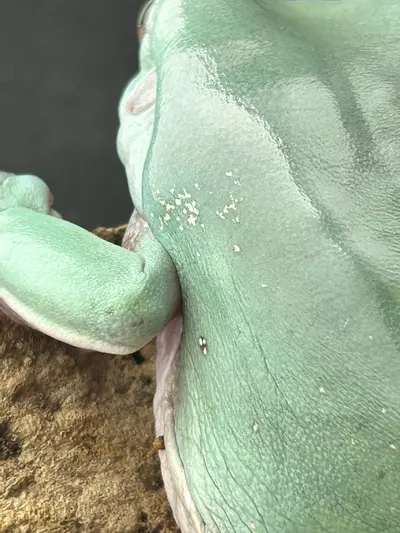 plant/BEAUTIFUL SNOWFLAKE PAIR! Rtb!-3-thumbnail