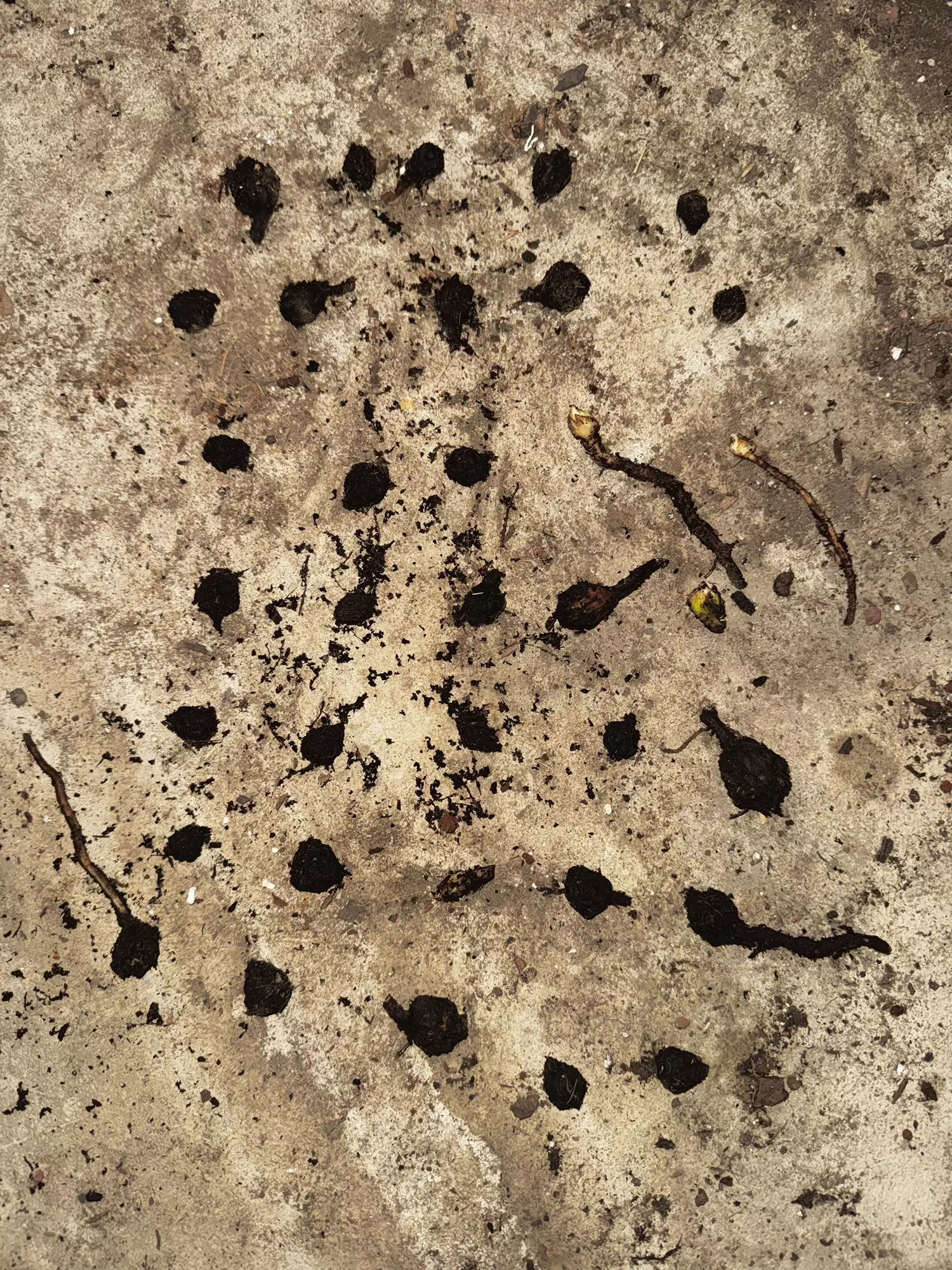 plant/Elephant Ear Corms-0