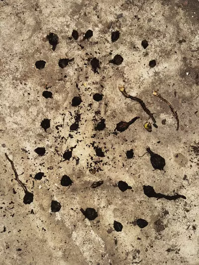 plant/Elephant Ear Corms-0-thumbnail