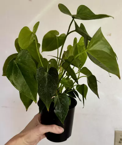 plant/Red Flower Anthurium-0-thumbnail