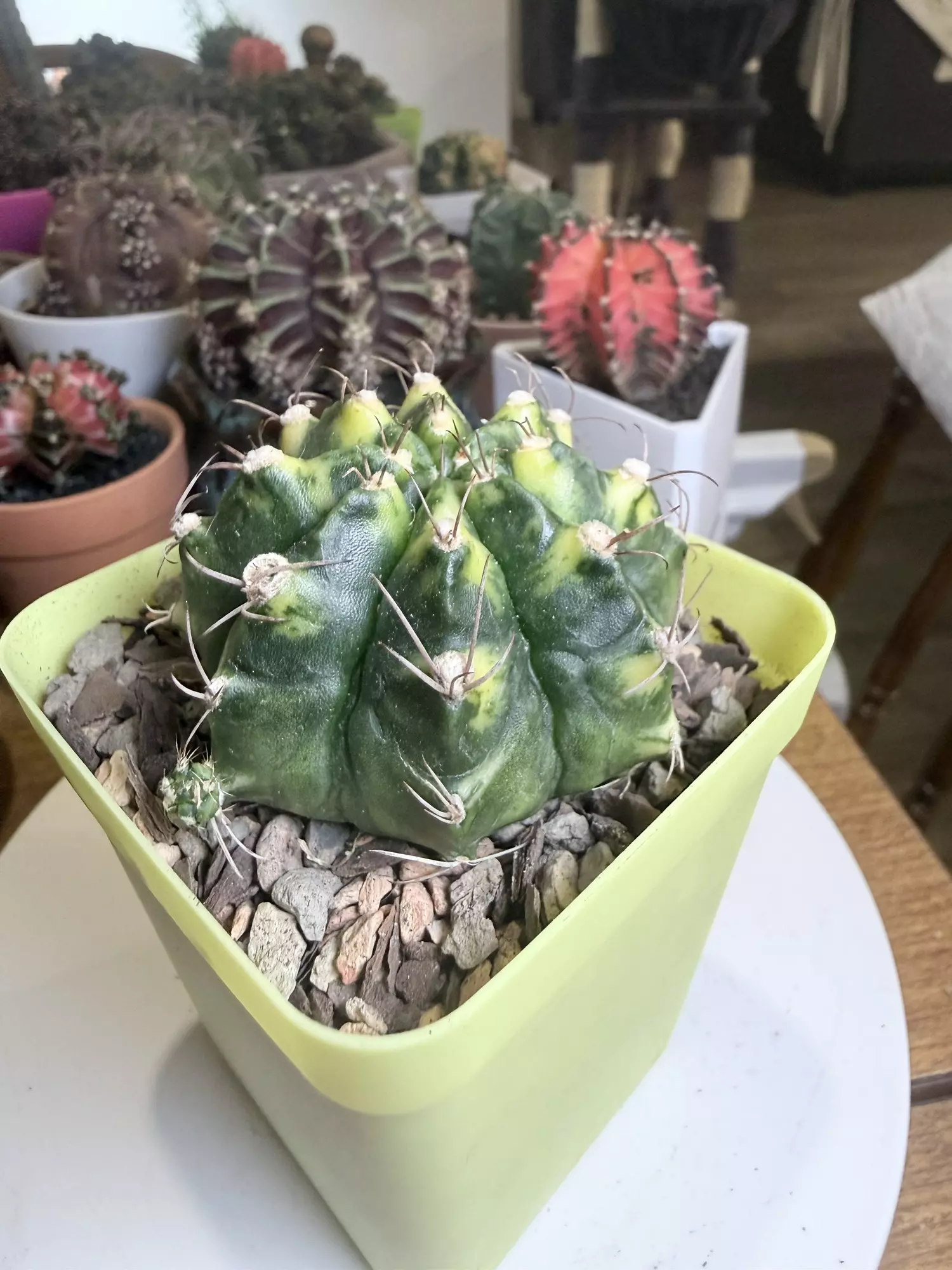 plant/Almost Full Pattern Gymno-1