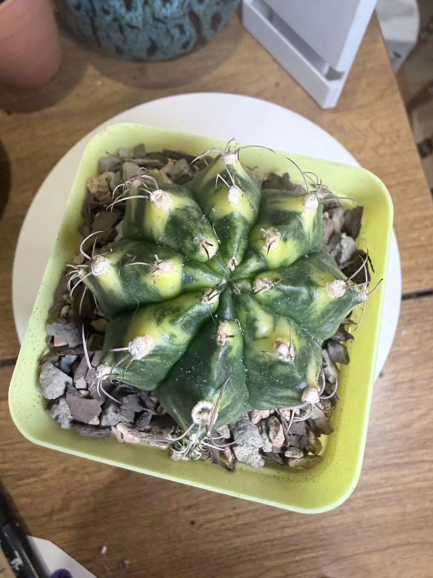 plant/Almost Full Pattern Gymno-0