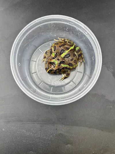 plant/Male pac-0-thumbnail