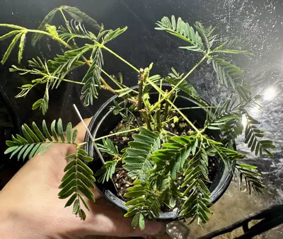 plant/Mimosa Pudica-0-thumbnail