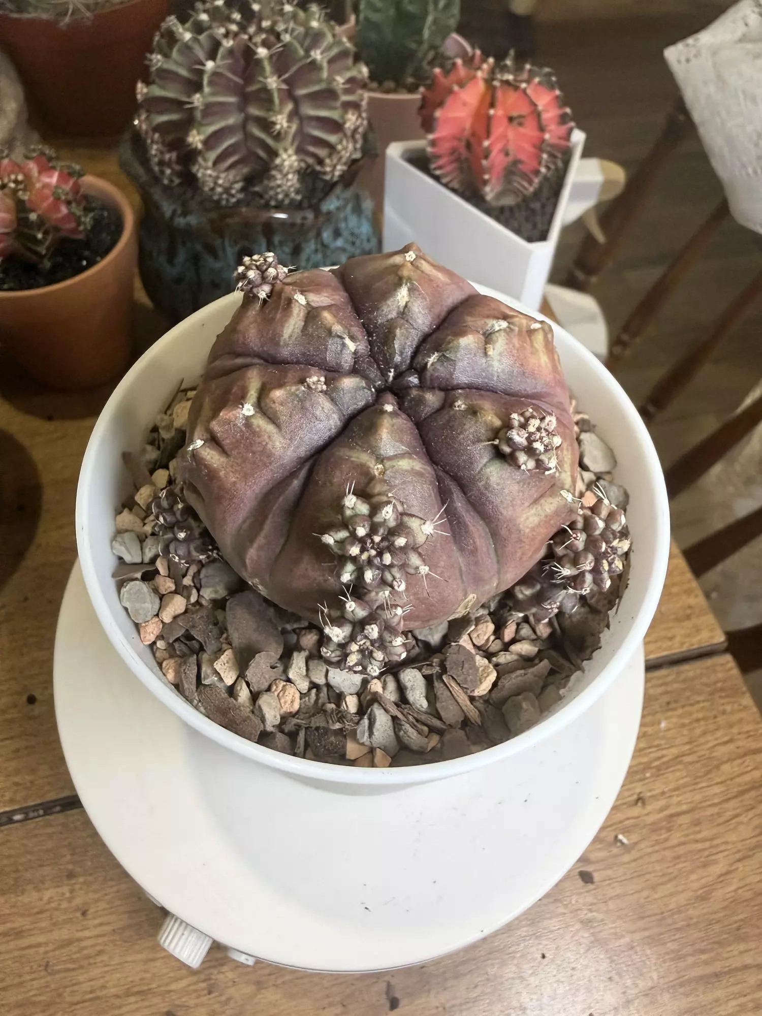 plant/Large Purple Daydream-1