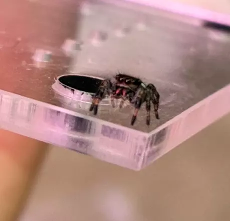 plant/i3-i4 random jumping spider baby-0