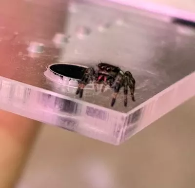 plant/i3-i4 random jumping spider baby-0-thumbnail