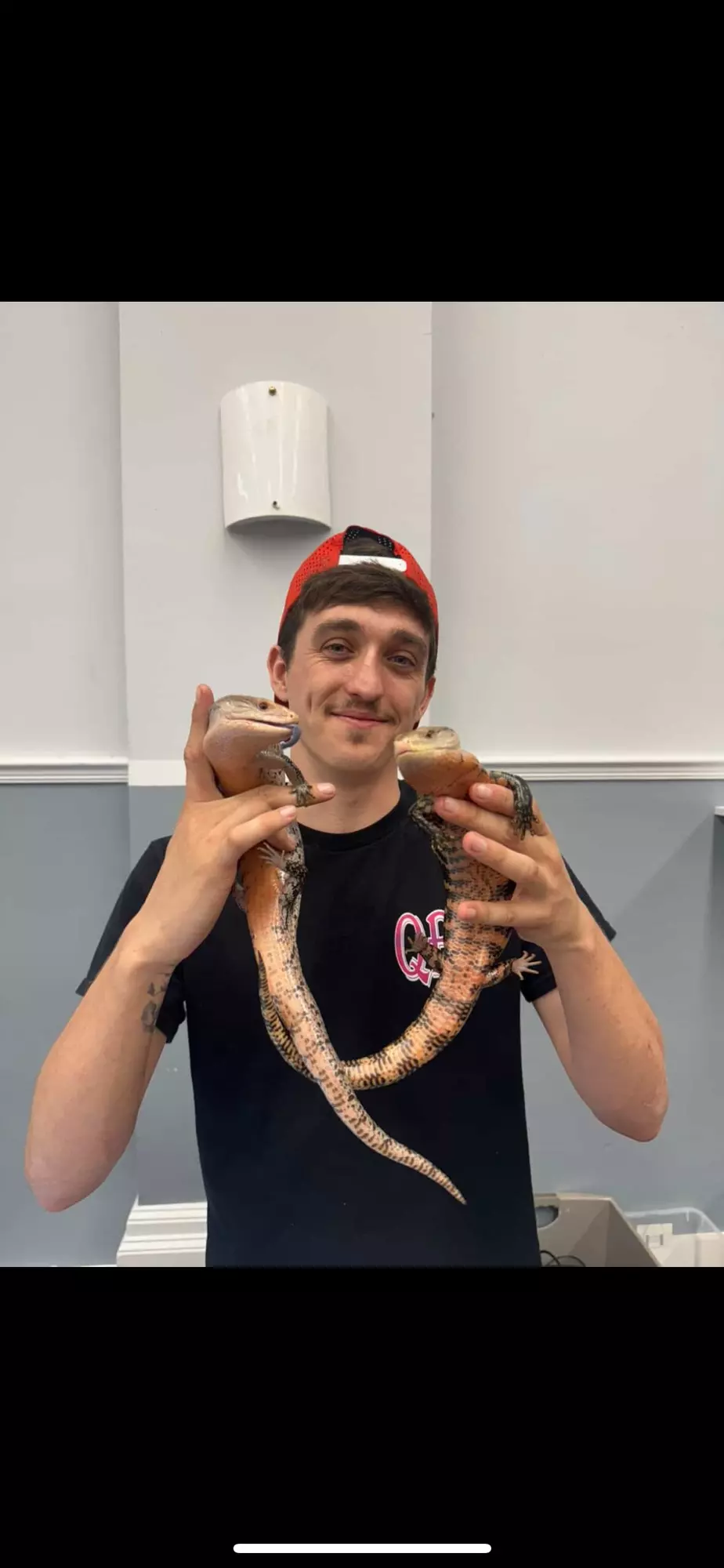 plant/Breeding pair red Murake blue tounge skinks-0