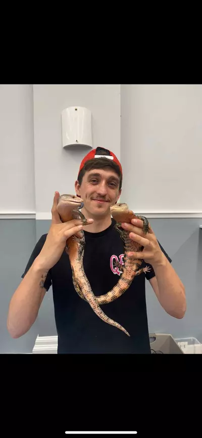 plant/Breeding pair red Murake blue tounge skinks-0-thumbnail