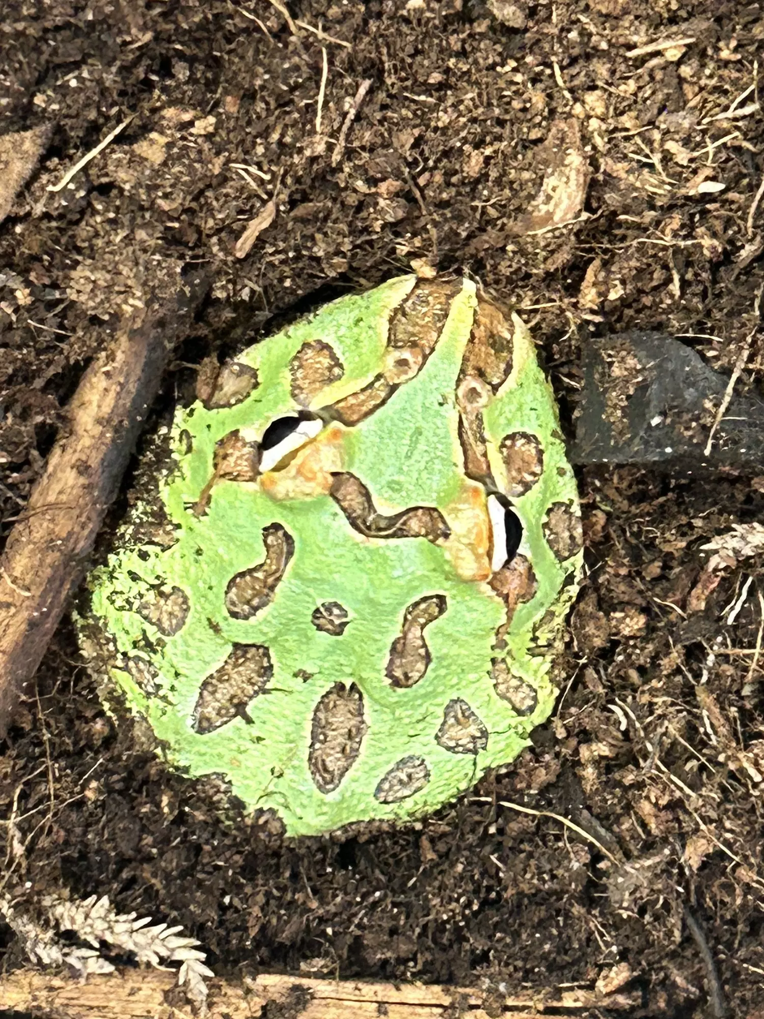 plant/Mint! (Bluish hue in person)-0