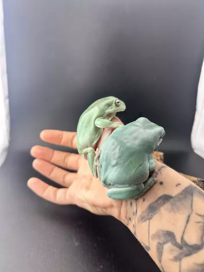 plant/BEAUTIFUL SNOWFLAKE PAIR! Rtb!-2-thumbnail