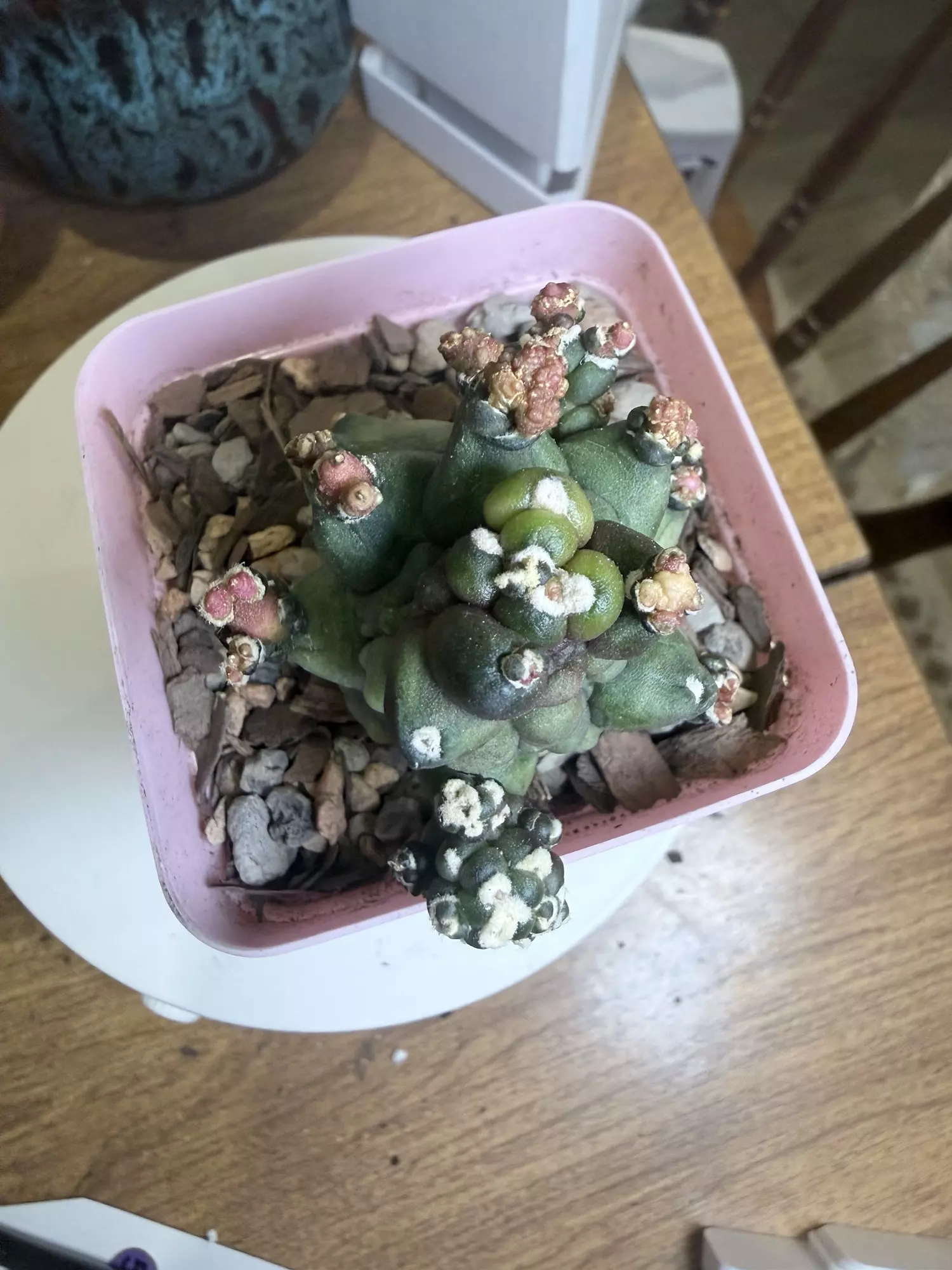 plant/Transformer 2-1