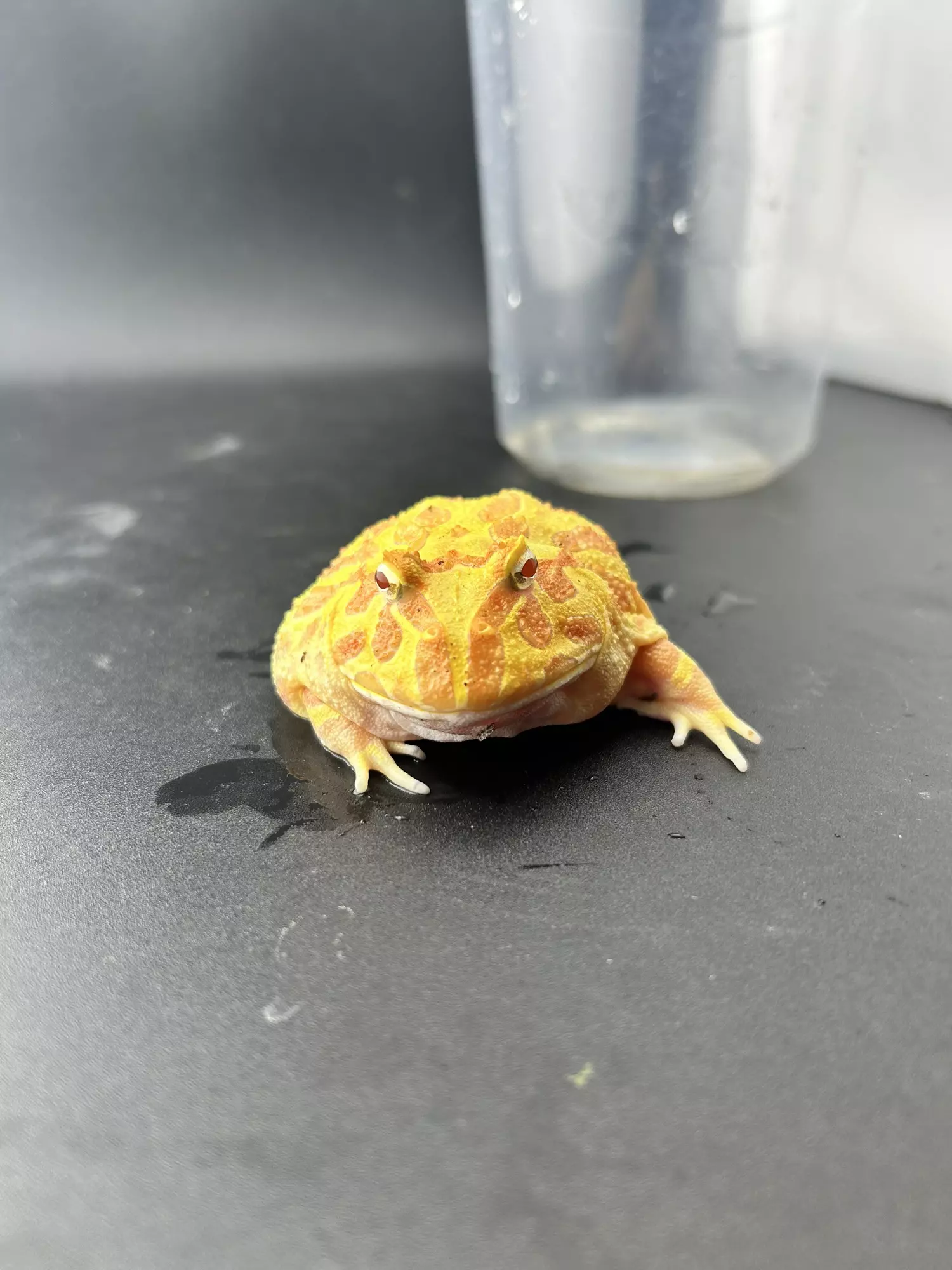 plant/Hold back male pac man! Albino strawberry-2