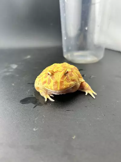 plant/Hold back male pac man! Albino strawberry-2-thumbnail